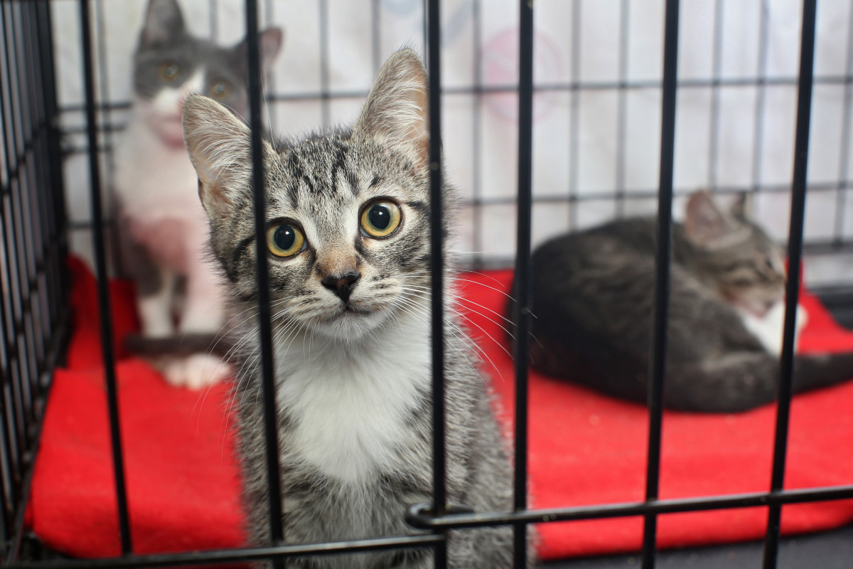May is Brookhaven's Animal Shelter's Kitty Free-FUR-All!