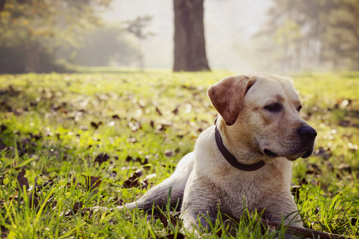 Pooch Pass Fees Waived for Town Dog Parks