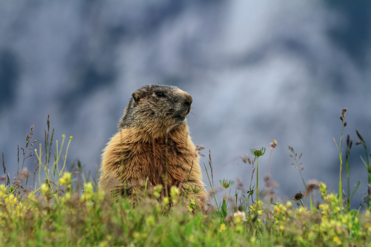 Local Groundhogs Predict Early Spring 2019!