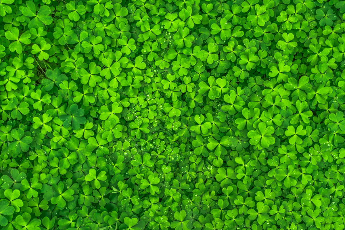 2019 Suffolk County St. Patrick's Day Events and Parades 